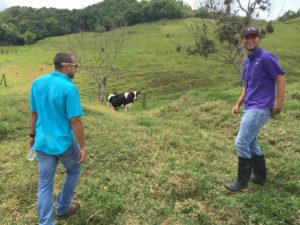 Los hermanos Enrique y Pablo Martínez Loarte, disfrutan la vida y el trabajo en Martínez Dairy, ubicada en el Barrio Pugnado Adentro en Vega Baja, Puerto Rico. Foto: Go! Healthy PR